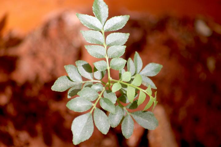 A small plant with green leaves on it
