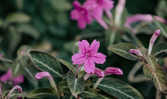 a close up of a pink flower with green leaves