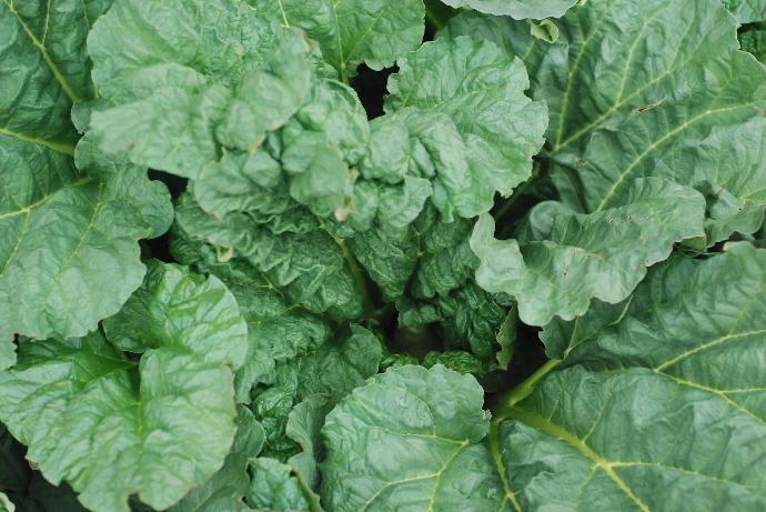 a large group of green leaves