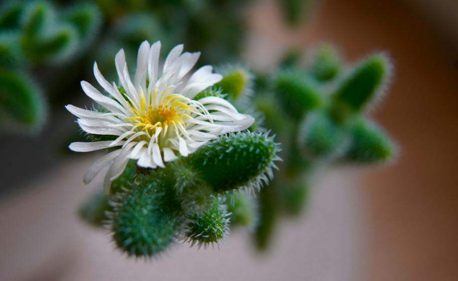 a close up of a white flower with green leaves