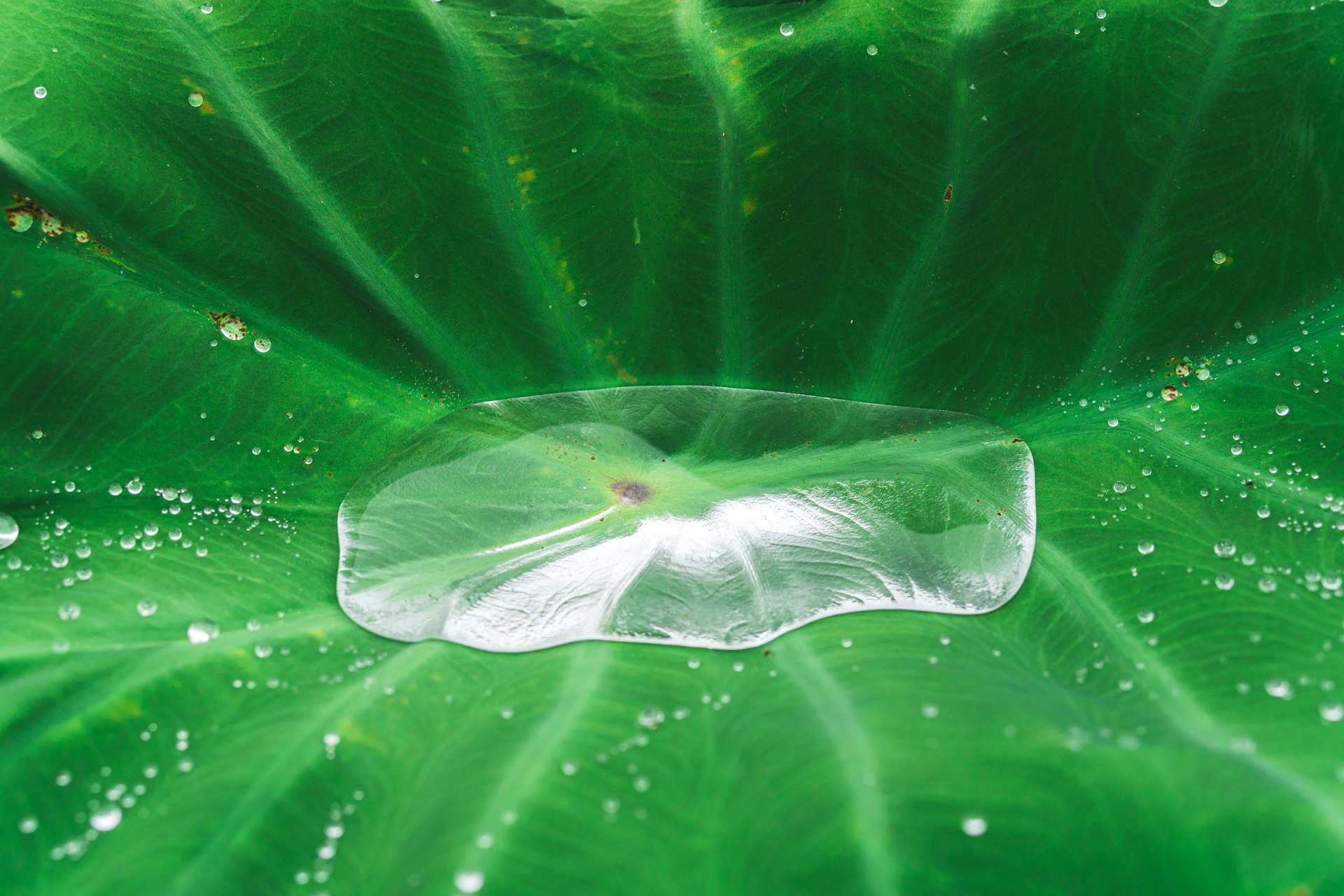 a large green leaf with water droplets on it