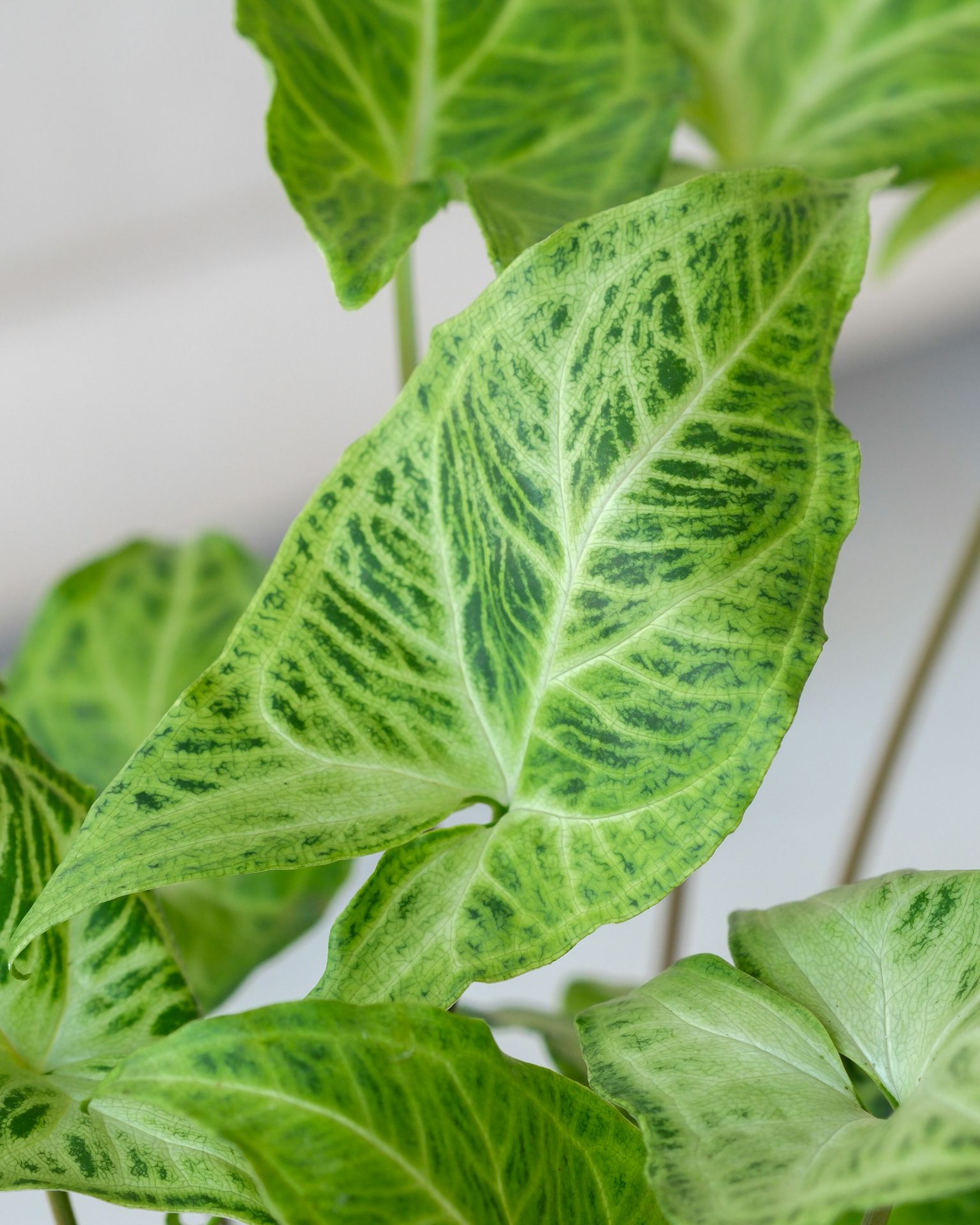 a close up of a plant with green leaves