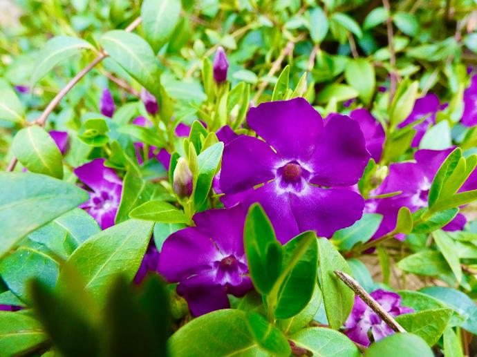 a close up of a purple flower with green leaves
