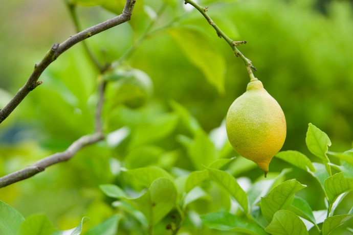 a lemon from a tree