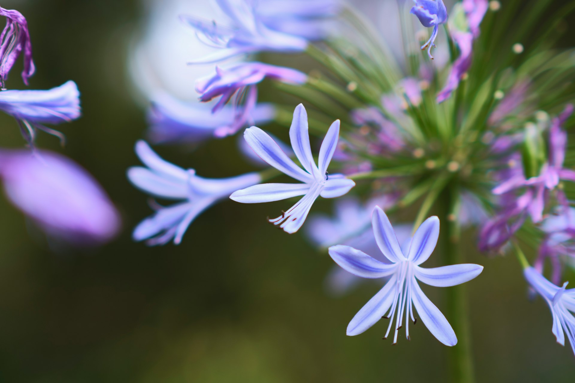 a close up of a purple flower with a blurry background