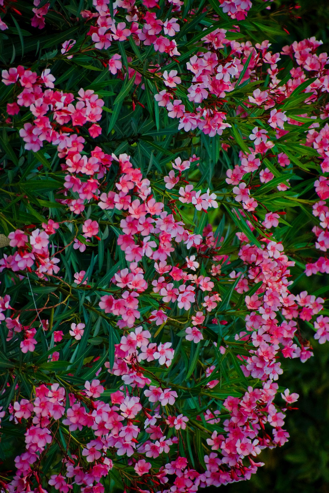 a bunch of pink flowers that are in the grass