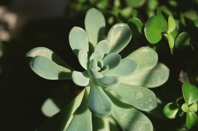 green and white flower in close up photography