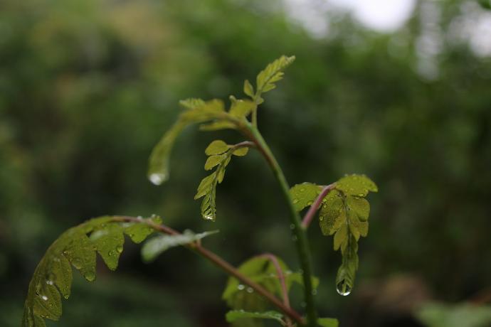 a close up of a leaf with water droplets on it