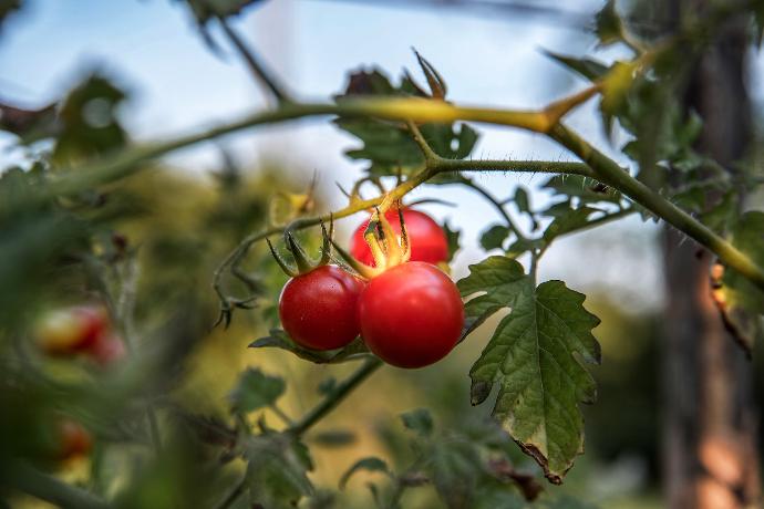 selective focus photo of red cherry tomatoes