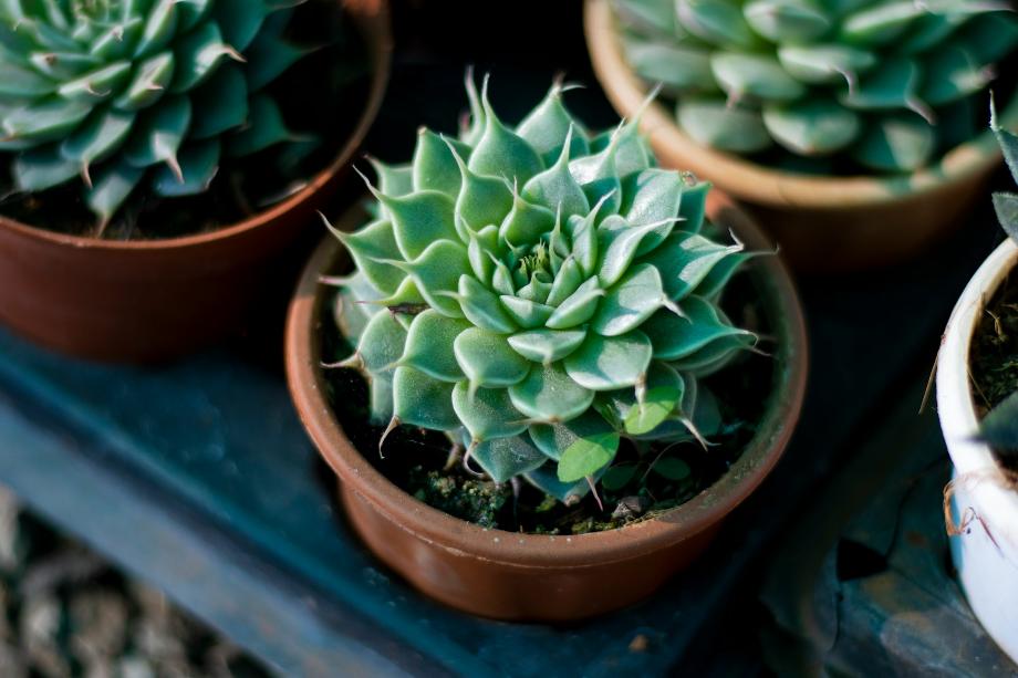 a group of succulents sitting on top of a table