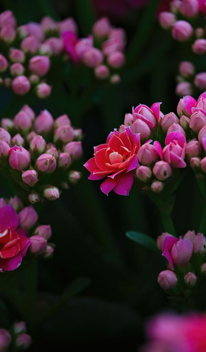 a close up of a bunch of pink flowers