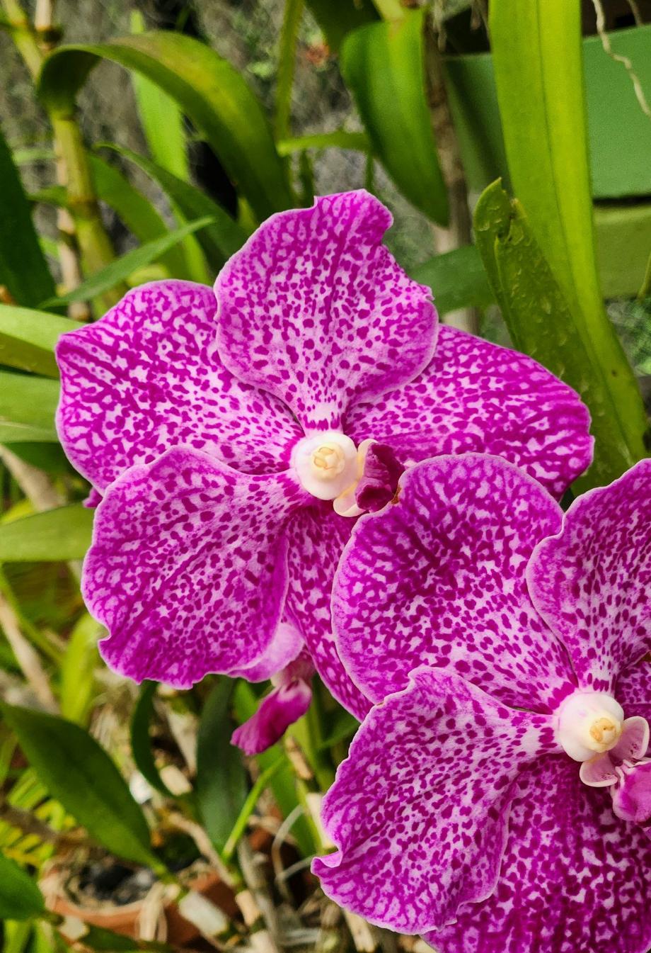 Vibrant, spotted orchids bloom in the sunlight.