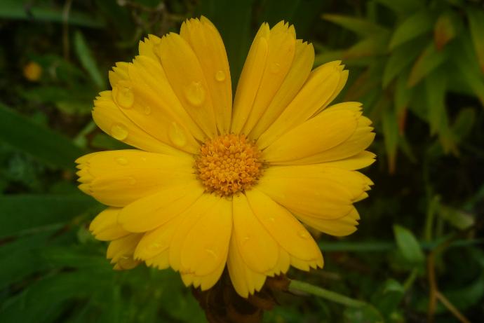 a yellow flower with green leaves