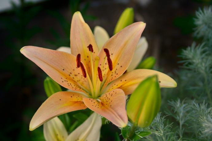 a close up of a flower with a blurry background