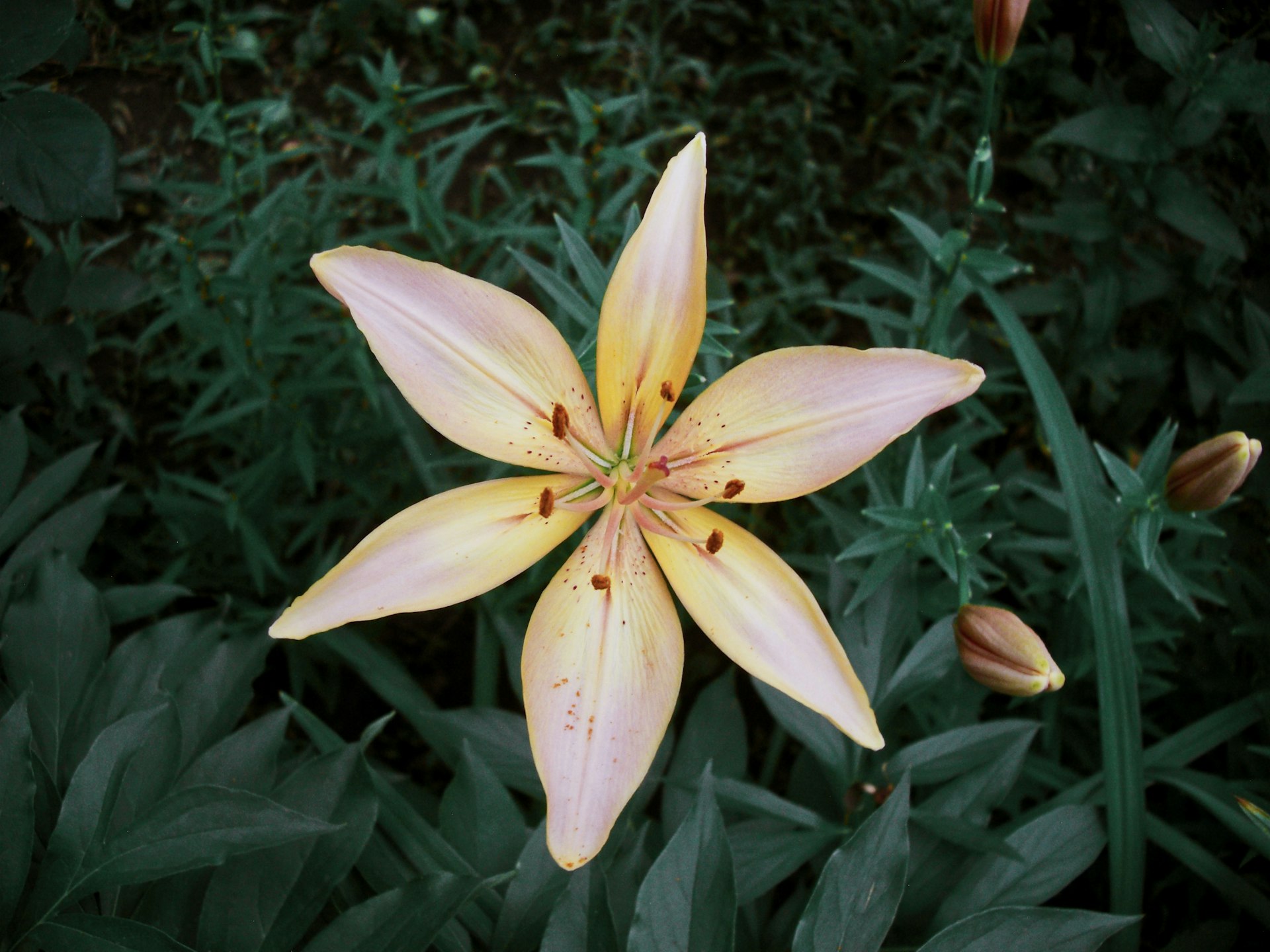 pink and white flower in bloom