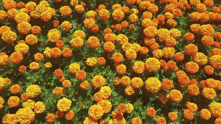 red and yellow flowers with green leaves