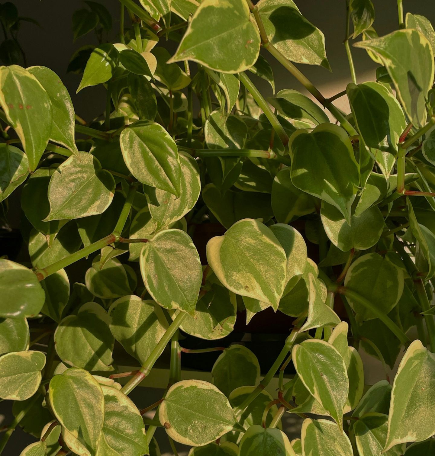 a close up of a plant with green leaves