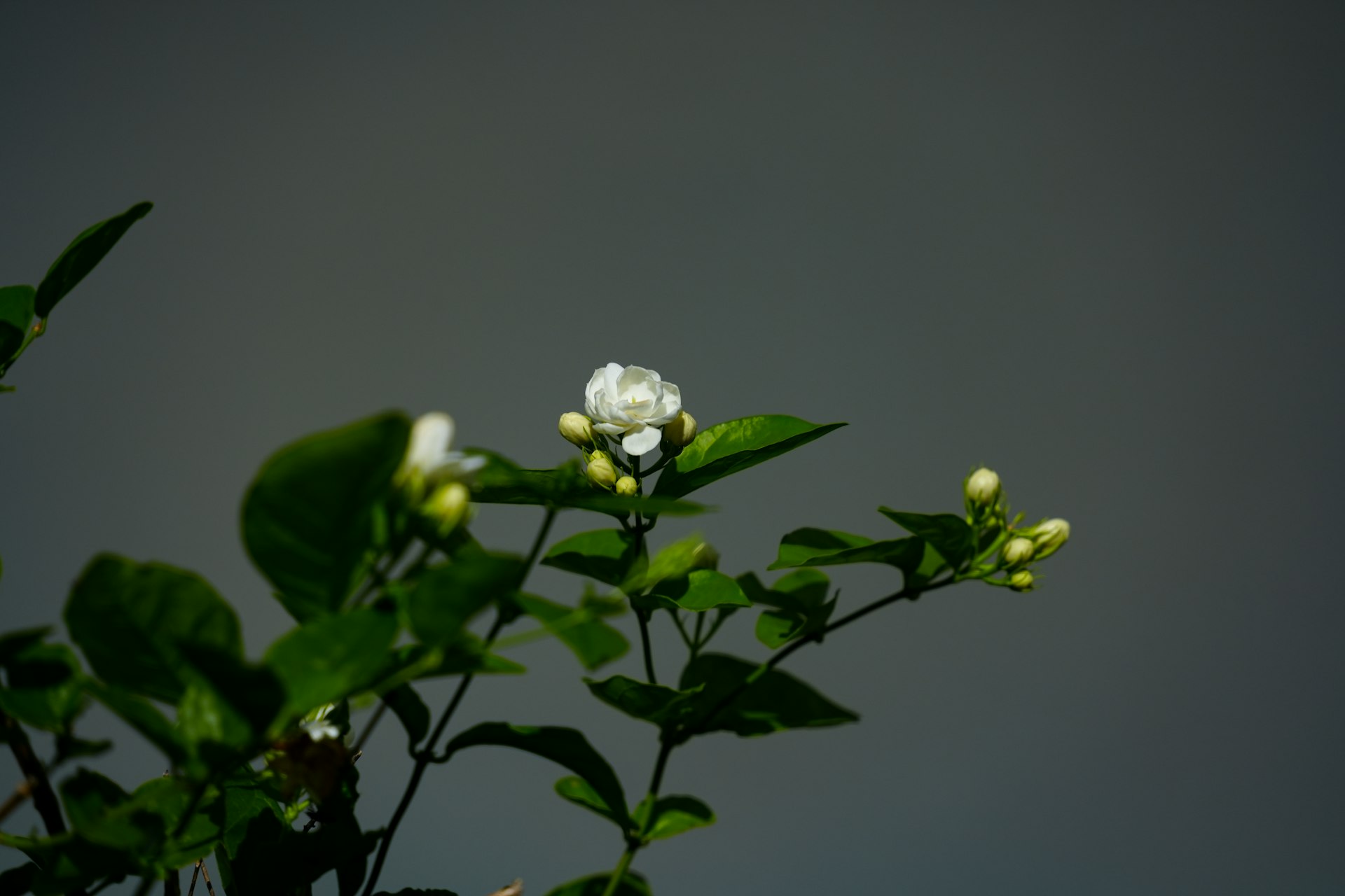 A white flower with green leaves in the foreground