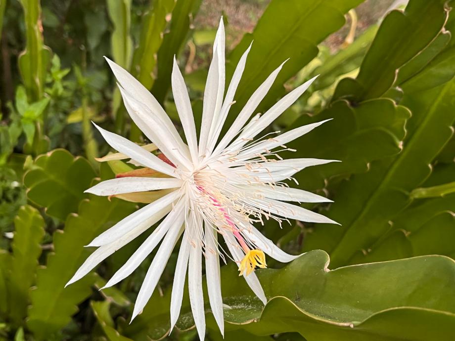 a close up of a white flower on a plant