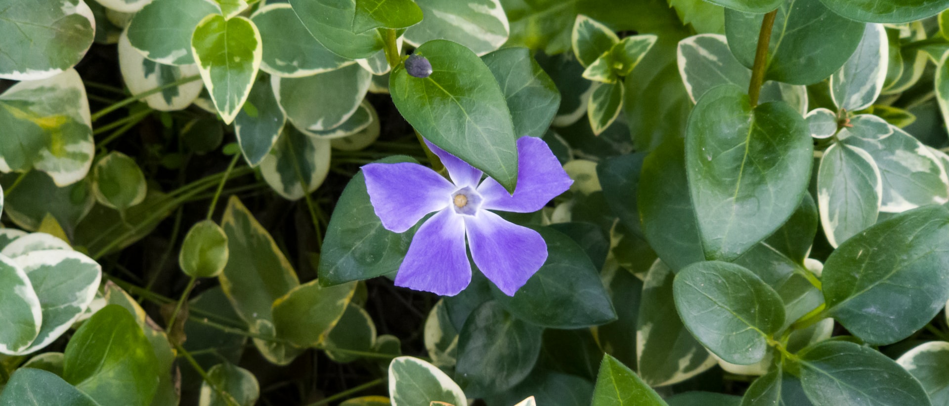a purple flower with green leaves in the background