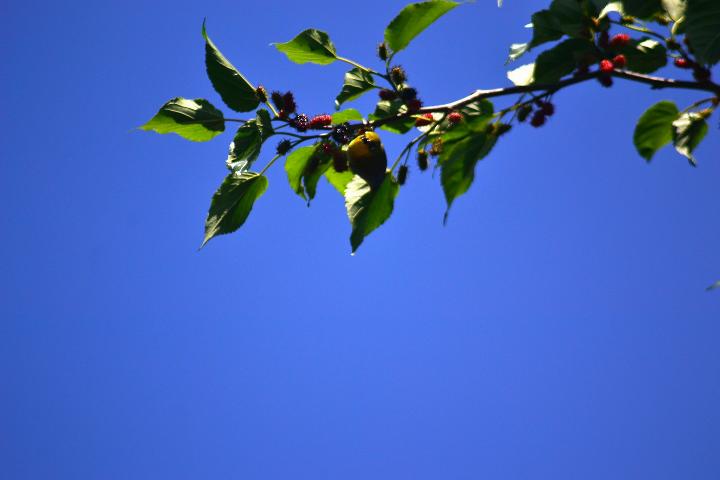 green leaves under blue sky during daytime