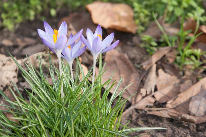 purple crocus flowers in bloom during daytime