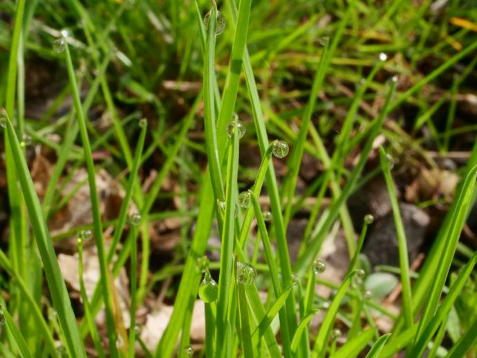 a close up of some green grass with drops of water on it