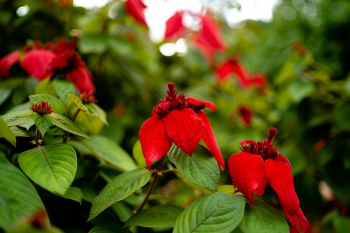 a close up of a flower