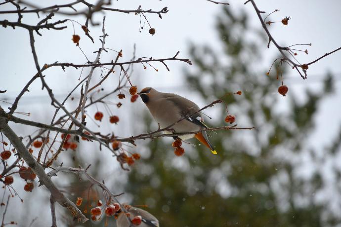 white and brown bird on tree branch during daytime