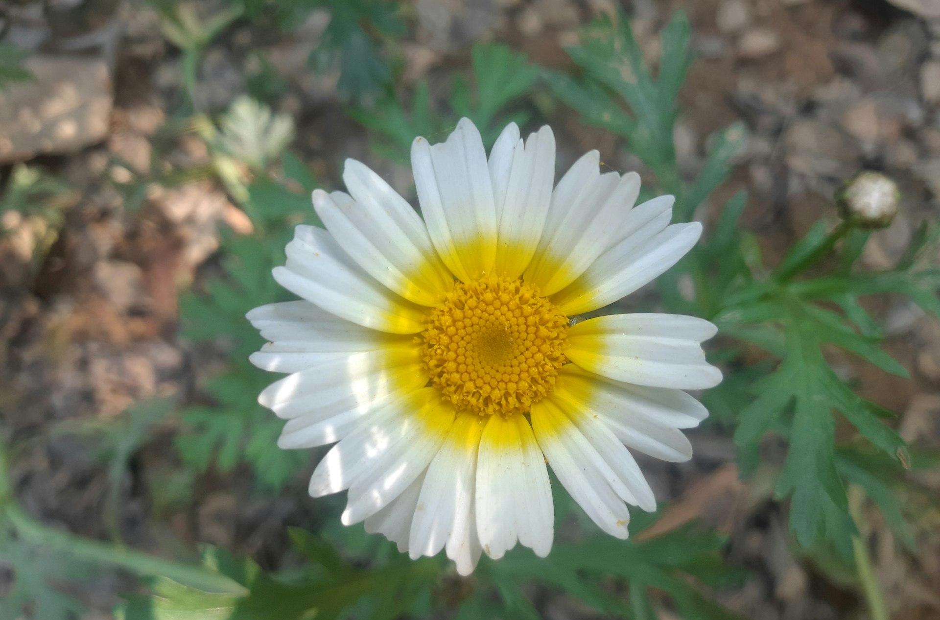 a close up of a white and yellow flower