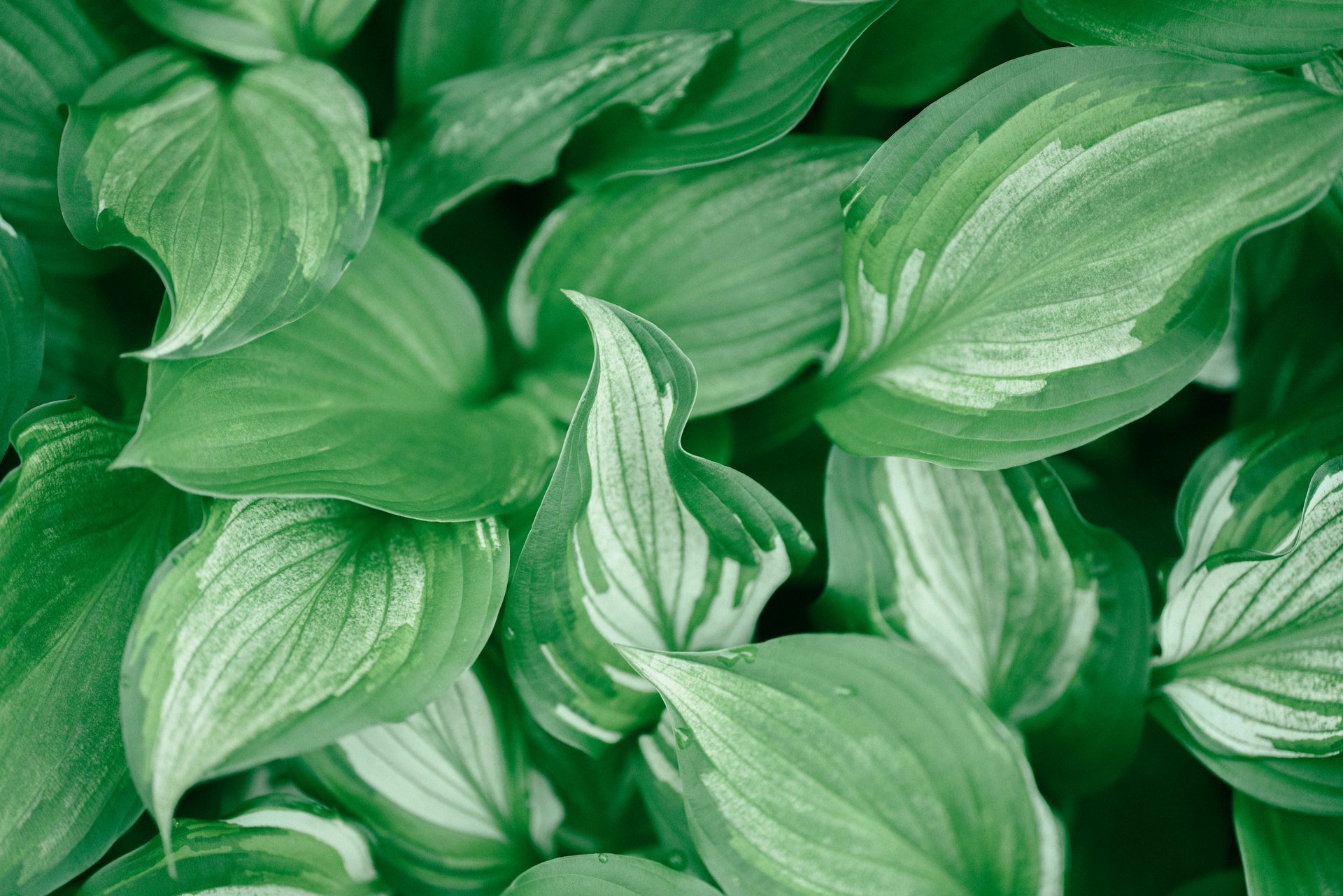 a close up of a bunch of green leaves