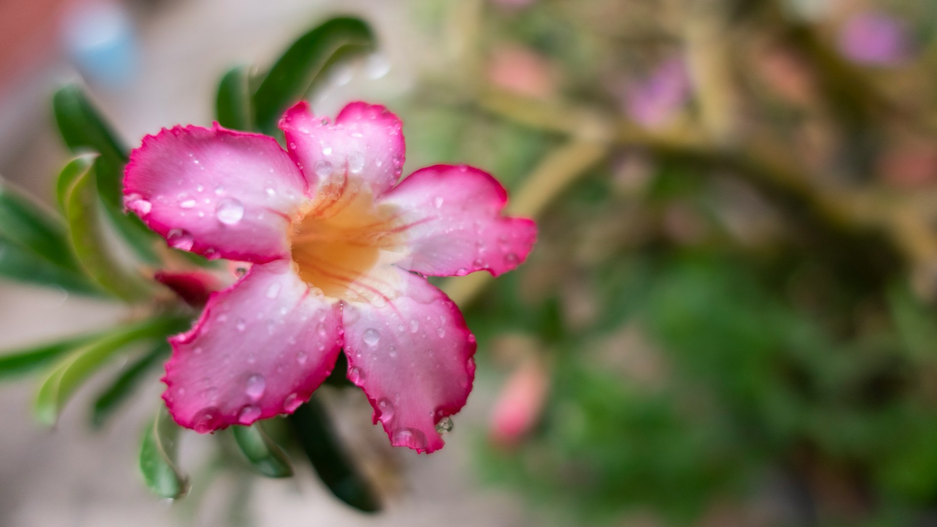 pink flower in tilt shift lens