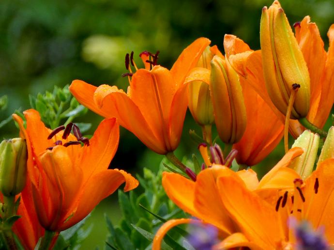 a bunch of orange flowers that are in the grass