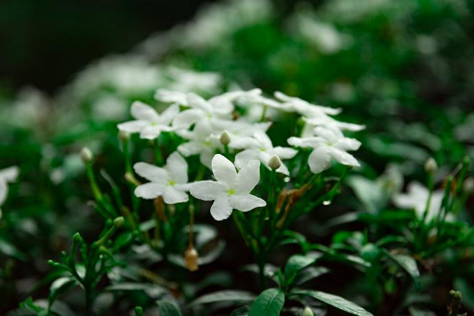 white flowers with green leaves