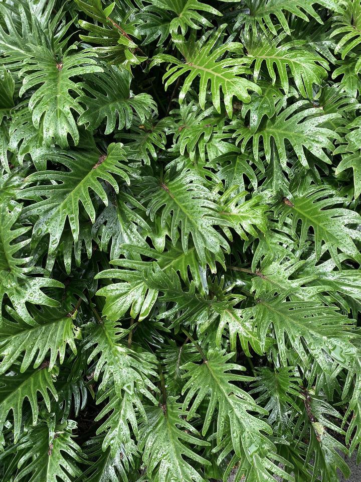 a close up of some plants