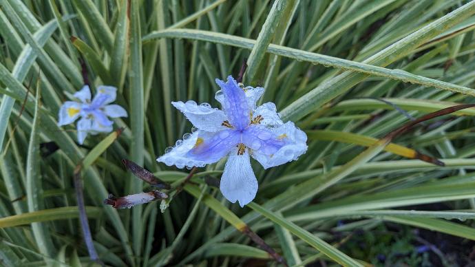 a close up of a blue flower on a plant