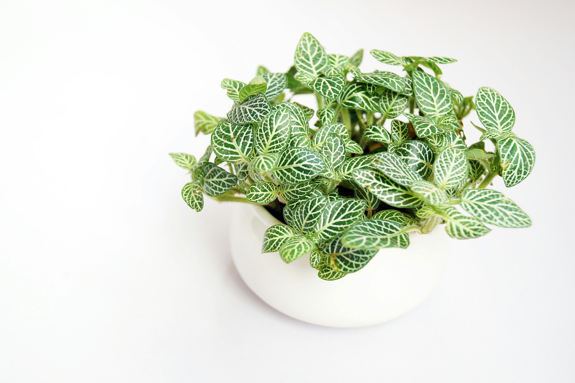 green plants in bowl