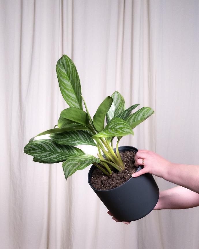 a person holding a potted plant in their hand