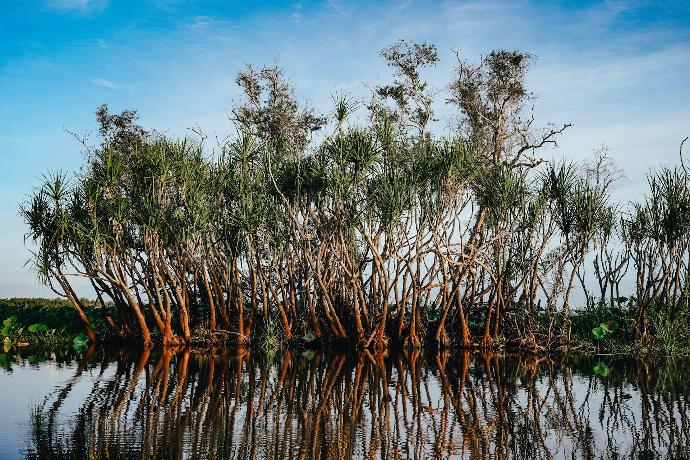 green trees on body of water during daytime
