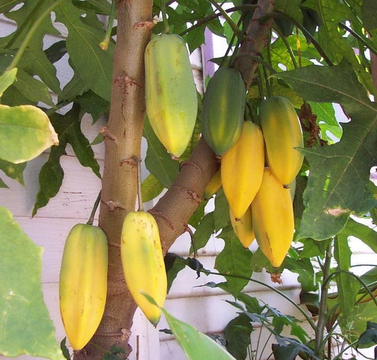 Indian Babaco | Andhra Nursery Farmers Association