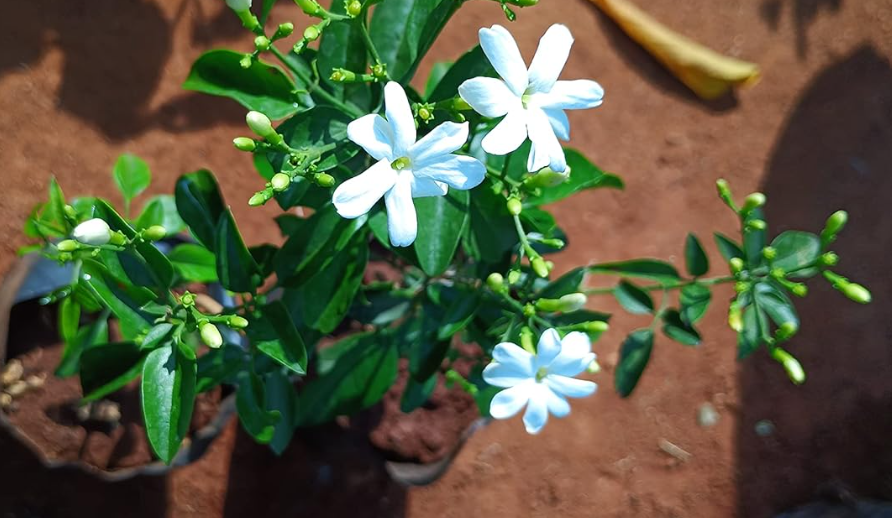 Sannajaji | Andhra Nursery Farmers Association